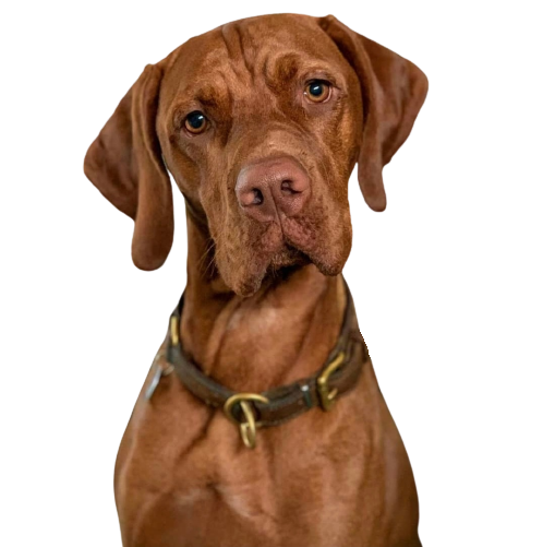 Der Magyar Vizsla: Ein treuer Begleiter auf vier Pfoten
