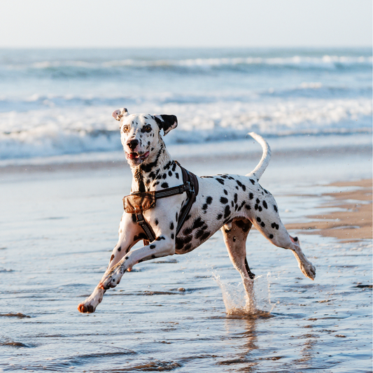 Urlaubsparadies Ostsee: Die besten Orte für dich und deinen Hund