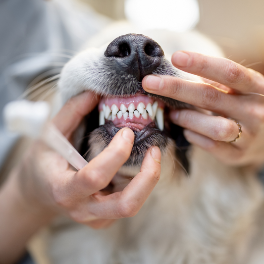 Zahnpflege für deinen Hund: Tipps und Tricks für gesunde Zähne