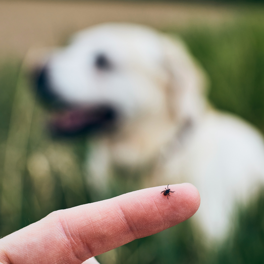 Zecken: Wie du deinen Hund natürlich schützen kannst