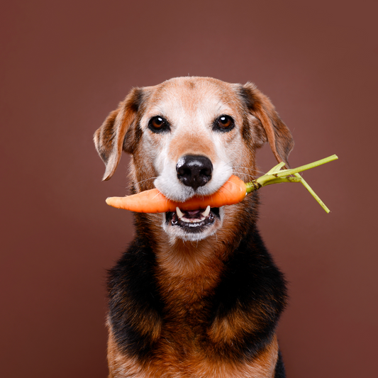 Obst und Gemüse für den Hund: Eine gesunde Ergänzung zur Ernährung