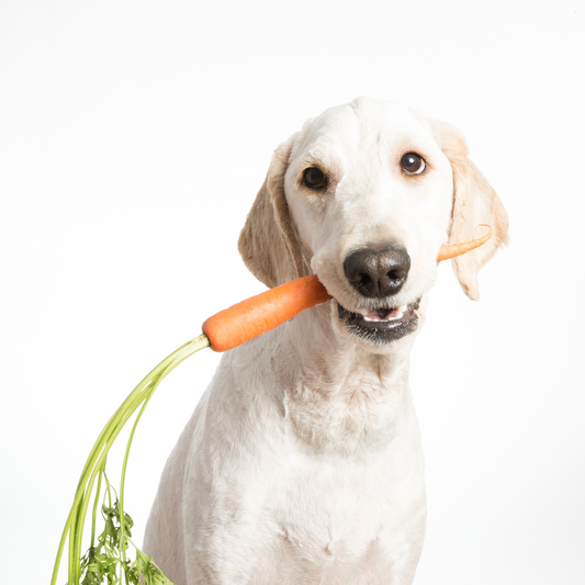Wenn der Napf zur Herausforderung wird – Alternativen bei Unverträglichkeiten beim Hund