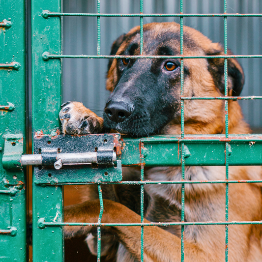 Ein Hund aus dem Tierschutz – eine zweite Chance voller Liebe 💙