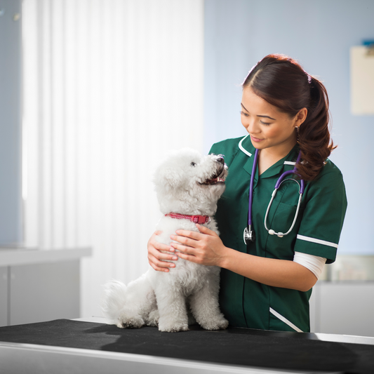 Vorsicht Grannen! Die unterschätzte Gefahr für deinen Hund 🐶