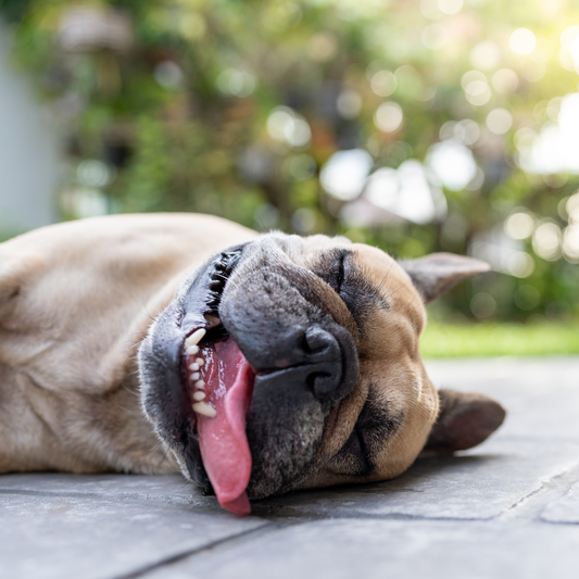 Hohe Temperaturen im Sommer: So schützt du deinen Hund vor Überhitzung