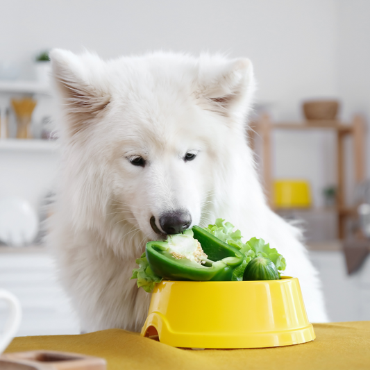Ernährungstrends in der Hundeernährung