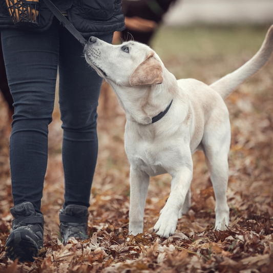 Tipps und Tricks für die Hundeerziehung