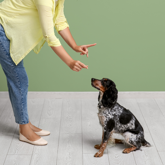 Wie du Hundekekse effektiv in die Erziehung deines Hundes integrierst