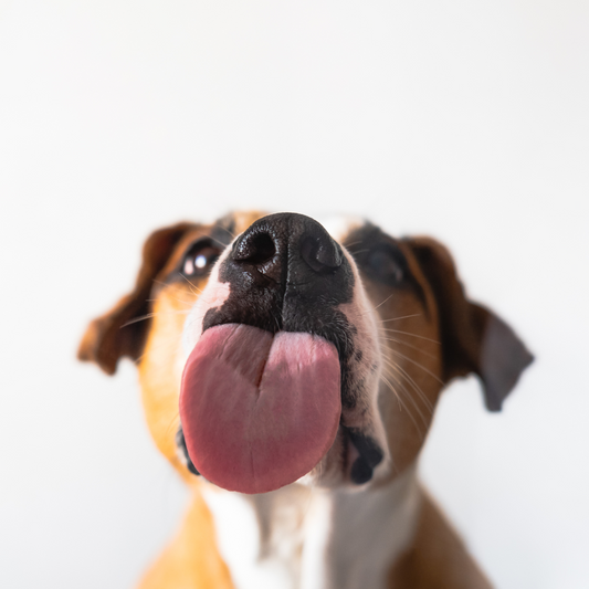 DIY Schleckmatten-Rezept: Verwöhne deinen Hund!