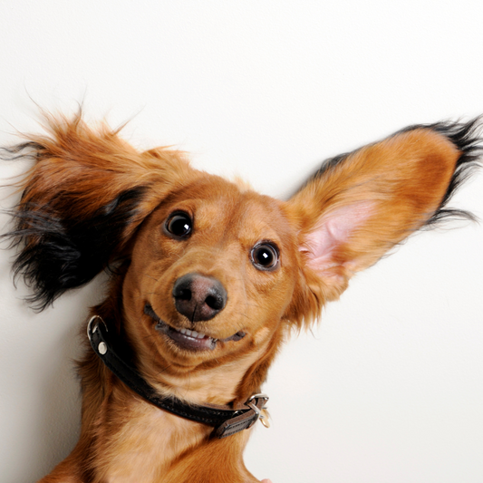Wie reinige ich die Ohren meines Hundes? Ein Leitfaden für Hundebesitzer