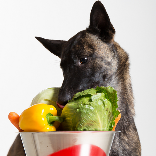Brauchen Hunde Obst und Gemüse? Ein Blick auf die Ernährung unserer Vierbeiner