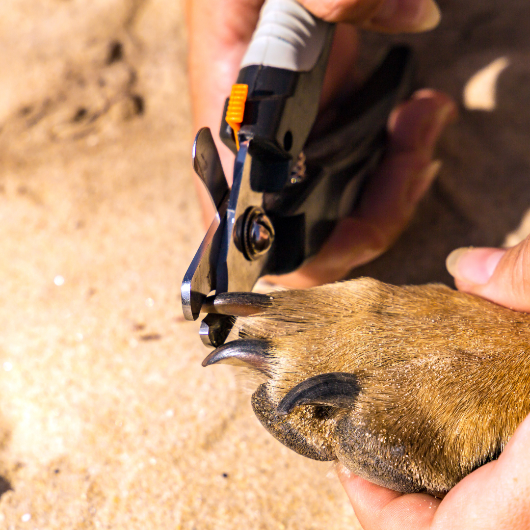 Krallen schneiden bei deinem Hund: Tipps und Tricks für eine stressfreie Pflege