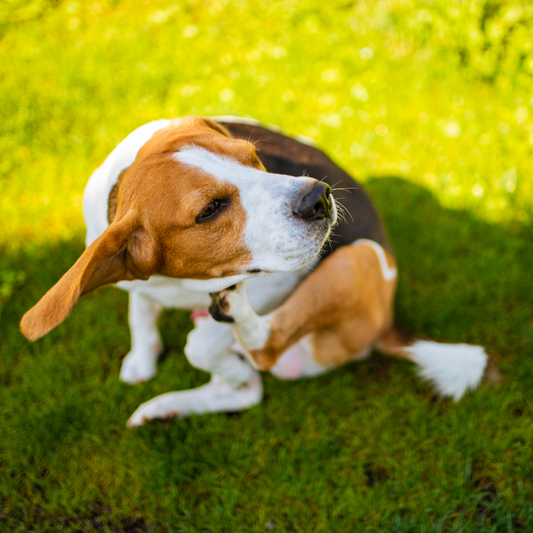 Hunde und Allergien: Was du wissen solltest