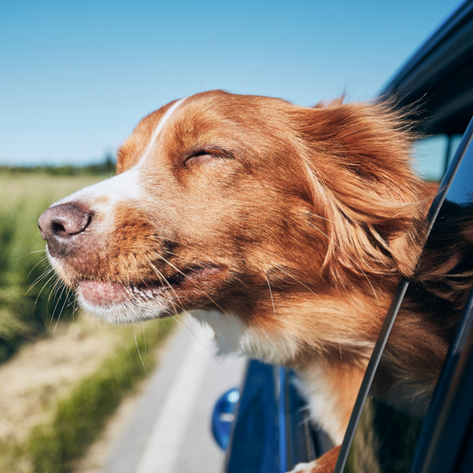 Wie du deinen Hund auf Reisen vorbereitest