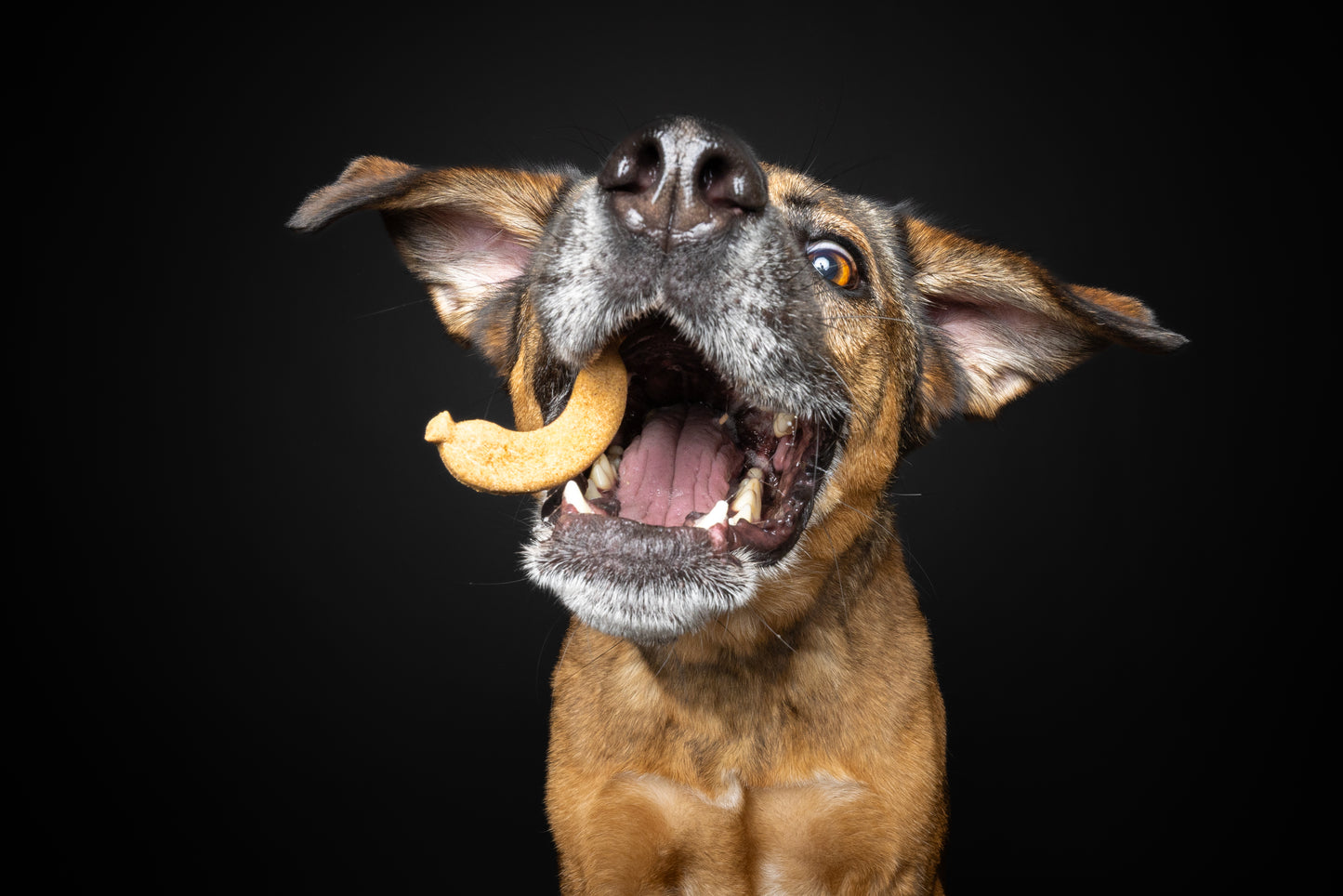 Knackwurst