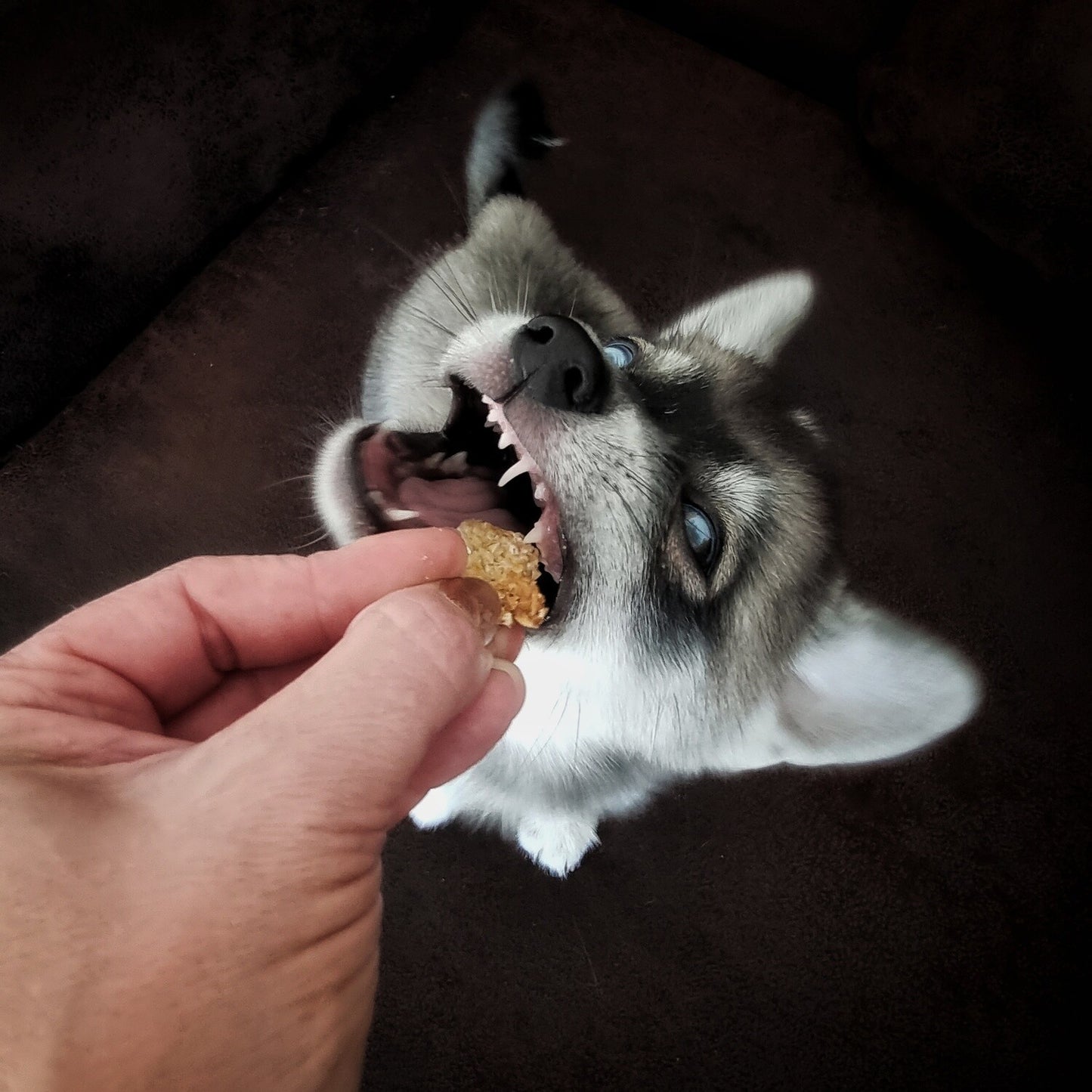 Cheese's