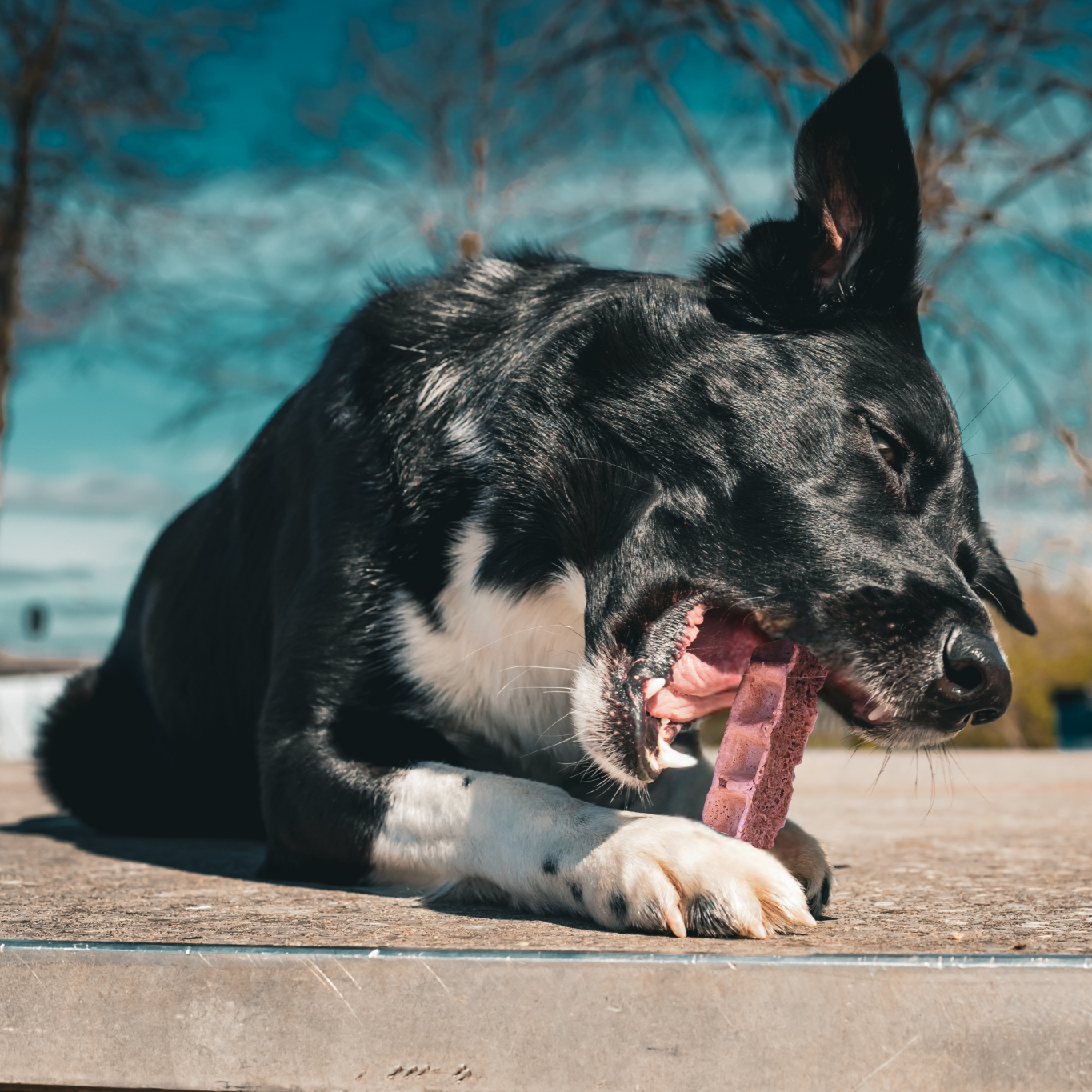 Wuffel-Sticks Himbeere
