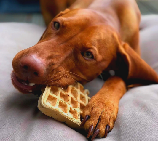 Hundekekse vs. Getrocknetes Fleisch: Die besseren Snacks für deinen Vierbeiner?