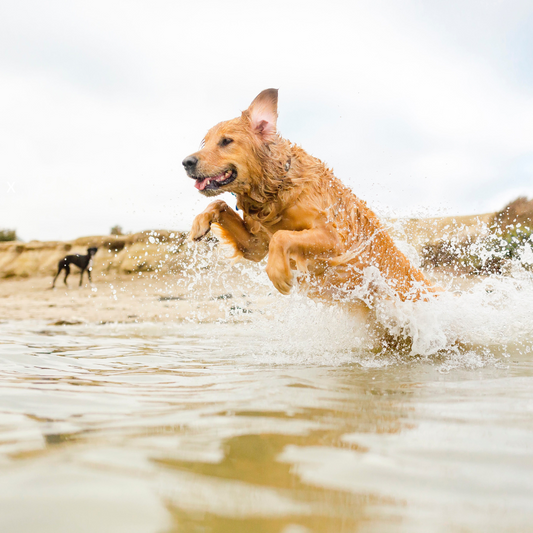 Die perfekten Snacks im Urlaub mit dem Hund