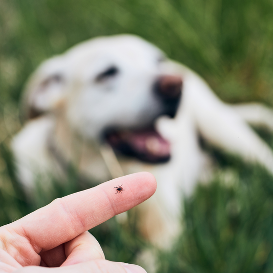 Natürlicher Zeckenschutz für Hunde: So schützt du deinen Hund