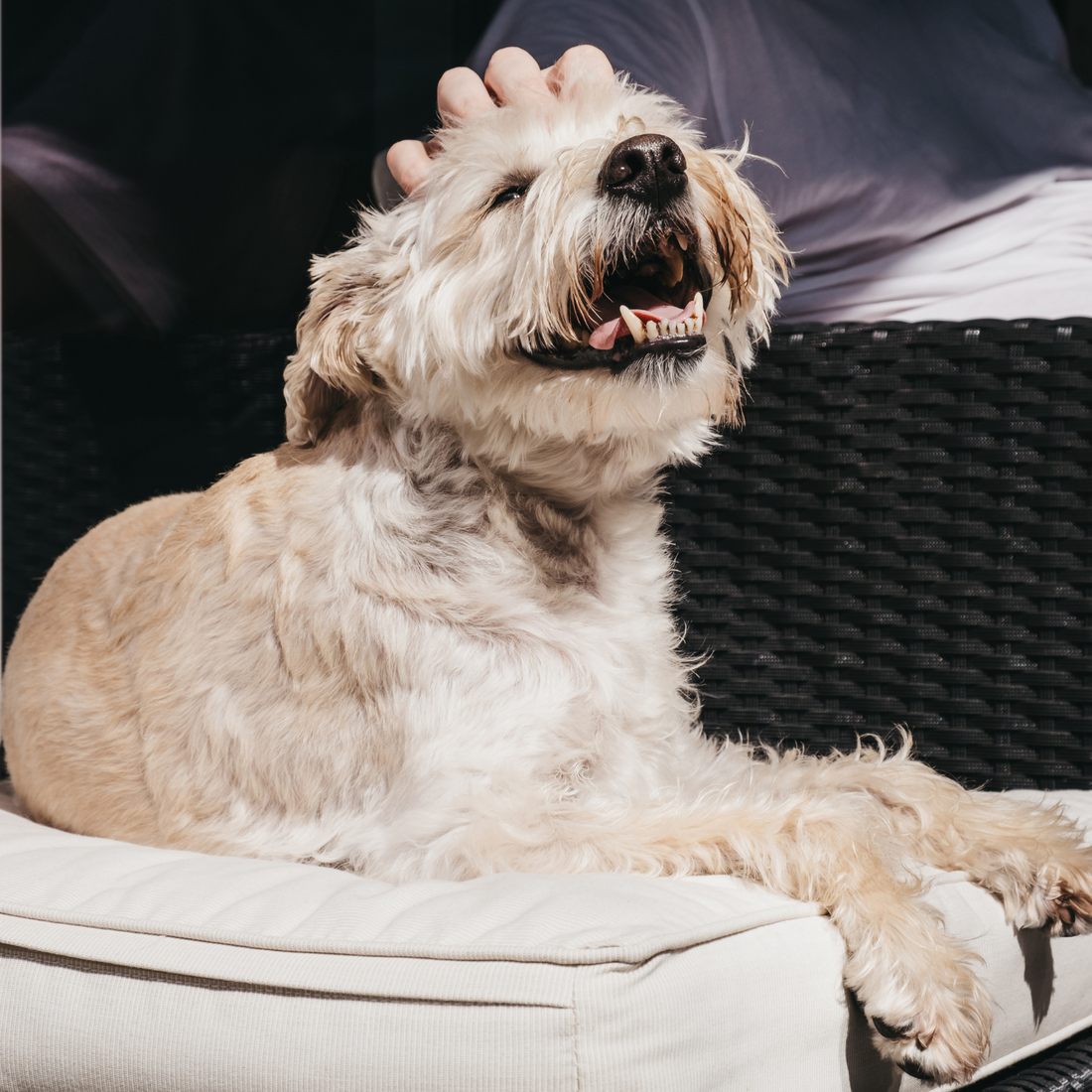 Hitzeschutz für Hunde: So kommt dein Hund sicher durch den Sommer