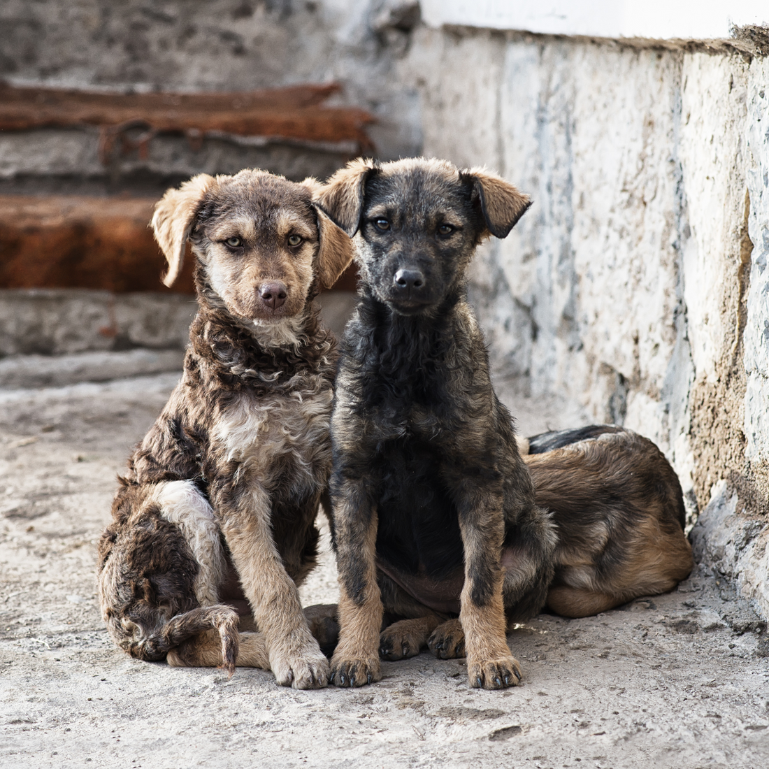 Wenn der Süden krank macht – Mittelmeerkrankheiten beim Hund erkennen, verstehen und begleiten