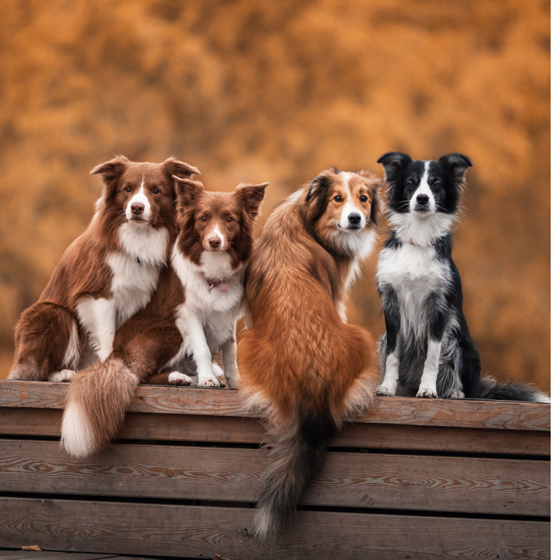 Hundejahre in Menschenjahren – wie alt ist dein Hund wirklich?