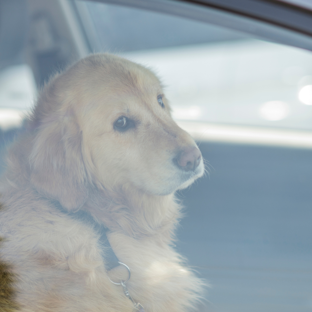 Achtung Hitze: Warum du deinen Hund nie im Auto lassen solltest