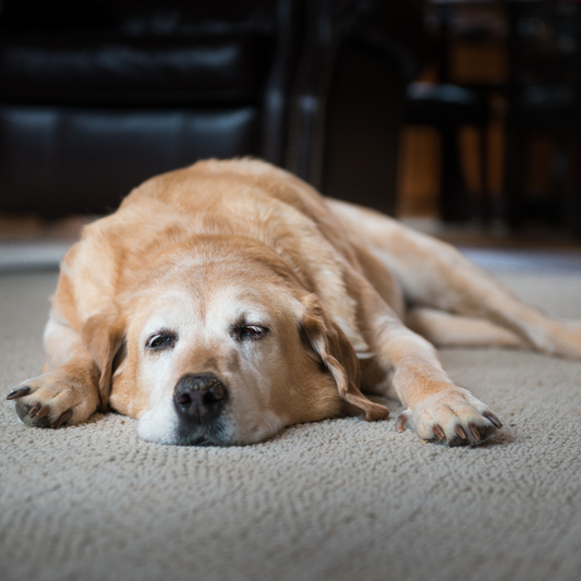 Wie du deinem Hund beim Übertritt in die Seniorphase hilfst