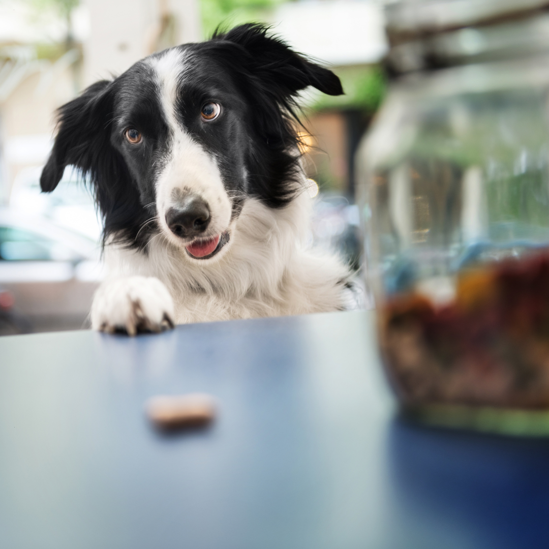 Snacks ohne Konservierungsstoffe: Vor- und Nachteile für deinen Hund