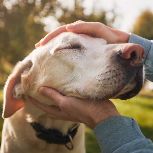 Wie Hunde dein Leben bereichern