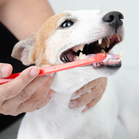 Mundgeruch bei Hunden: Ursachen, Tipps und die Rolle von Futter und Snacks